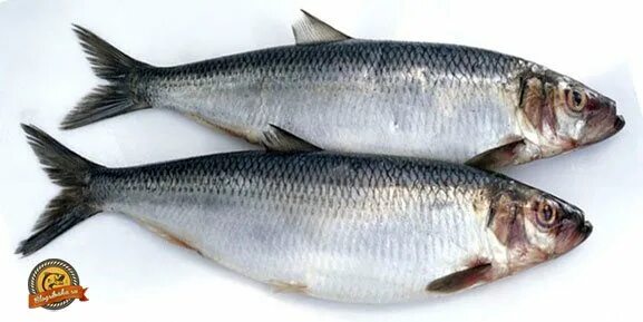 сельдевидная сардинелла. сельдеобразные сардина. название сельди. рыбы отряда сельдеобразные. салака балтийская сельдь.