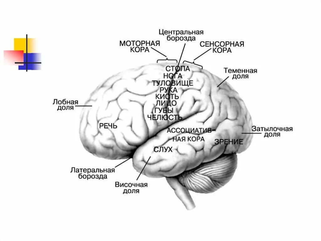 Структурно-функциональная организация коры большого полушария. Развитие коры больших полушарий. Структурно-функциональная организация коры больших полушарий. Формирование коры больших полушарий. Зоны в коре больших полушарий лобная доля.