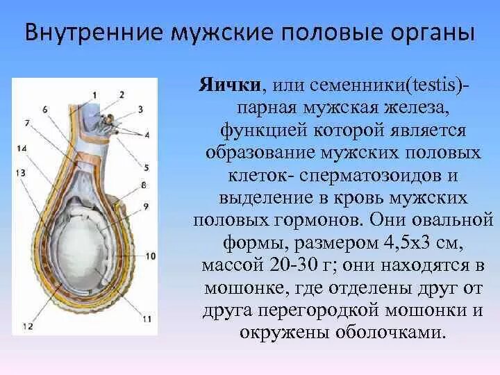 Сколько яиц у мужчин. Мужская половая система анатомия строение яичек. Строение и функции мужских половых органов (наружных и внутренних). Наружное строение яичка. Строение семенника анатомия.