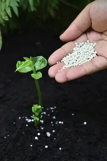 Удобрение растительного происхождения