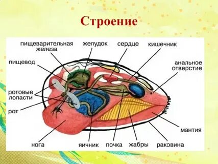 2 строение где