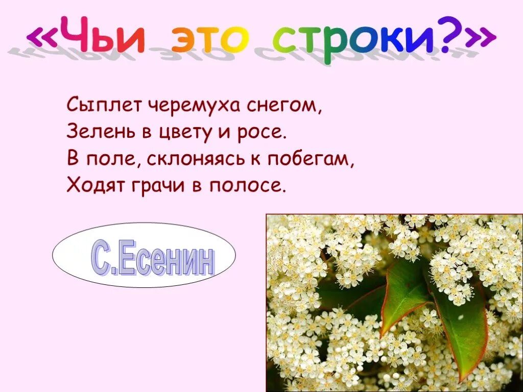 Сыплет черемуха есенин стихотворение