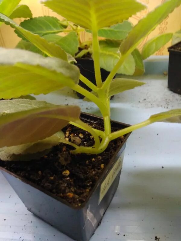 Глоксиния стебель вытянулся. Тонкая рассада томатов. Тянущиеся комнатные растения. Растение с длинными стеблями. Рассада помидор черри переросшие.