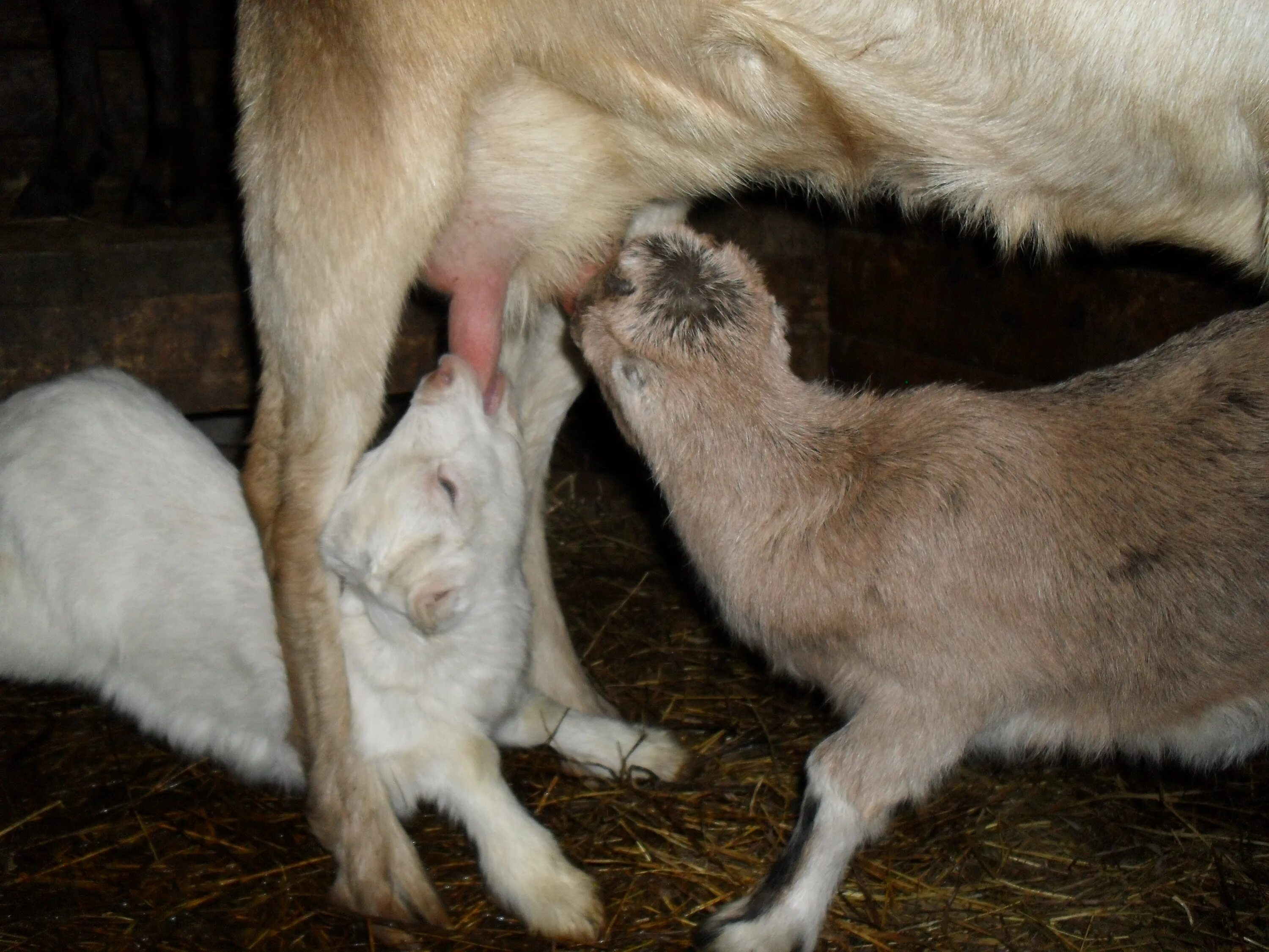 Окот ягнят. Новорожденные козлята. Коза с козлятами. Новорожденный козлик.