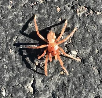 Small spider