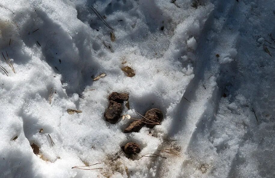 Снег растаял деад. Собачьи фекалии на снегу.