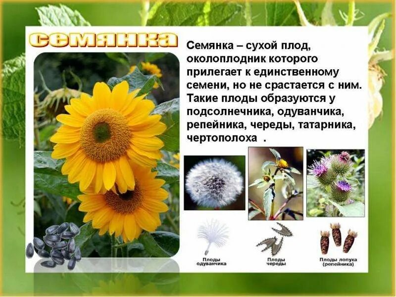 Тип плода подсолнечника сухой многосемянный. Подсолнечник плод семянка. одуванчик тип плода. характеристика плода семянка. какой тип плода у подсолнечника.