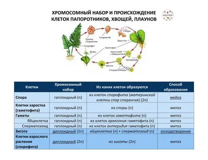Гаплоидное поколение хвощей