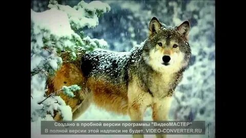 Ең әдемі қасқырлардың суреттері