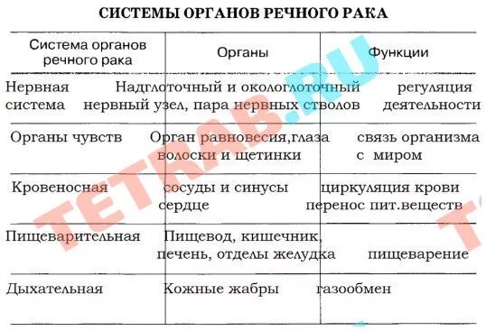 Система органов речного рака таблица. Система органов речного рака таблица