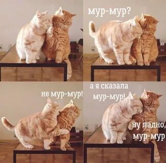 Мур мур 5 6