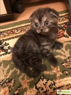 Авито курск котята