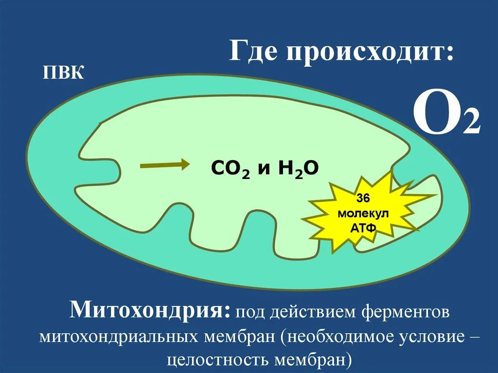 Атф н2о. Синтез энергии в митохондриях. Синтез молекул АТФ В митохондриях. 36 Молекул АТФ. Где происходит пластический обмен в митохондриях.