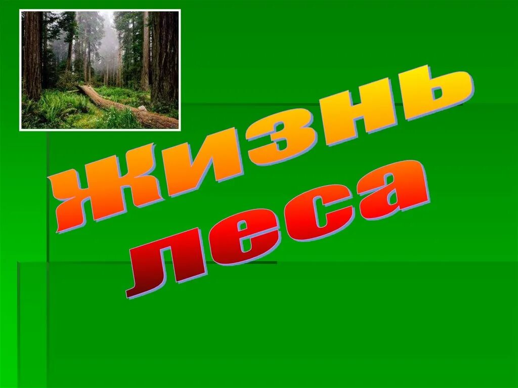 Жизнь лесов 4 класс. Презентация на тему лес. проект жизнь леса. жизнь леса 4 класс окружающий мир. жизнь леса презентация.