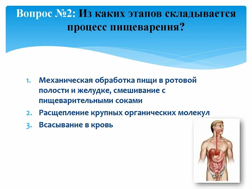 Этапы процесса пищеварения. Из каких процессов складывается пищеварение. Этапы процесса усвоения пищи. Из каких этапов складывается процесс пищеварения. Этапов процесса пищеварения в организме человека