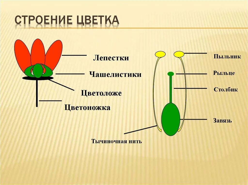 Чашелистик пыльник рыльце. Тычиночная нить цветоножка завязь. Строение цветка рисунок. Строение цветка покрытосеменных растений. Покрытосеменные схема строения.