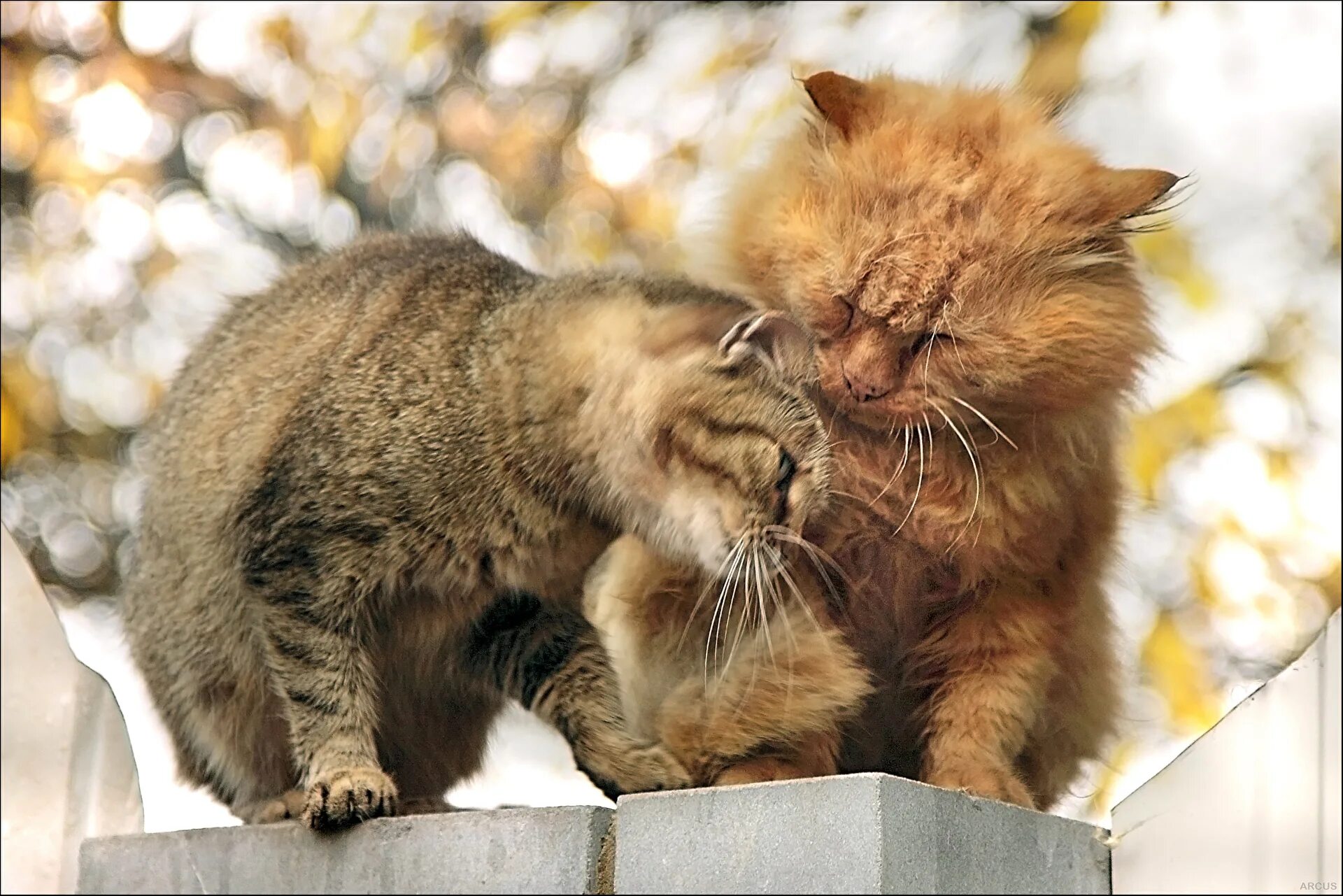 собака с кошкой дружат. ваш любимый кот. домашние животные и человек. горячая кошка. влюбленные коты.