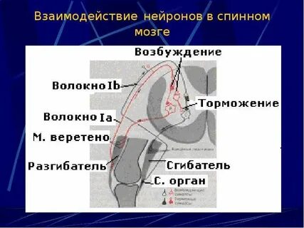 Мозг возбуждение