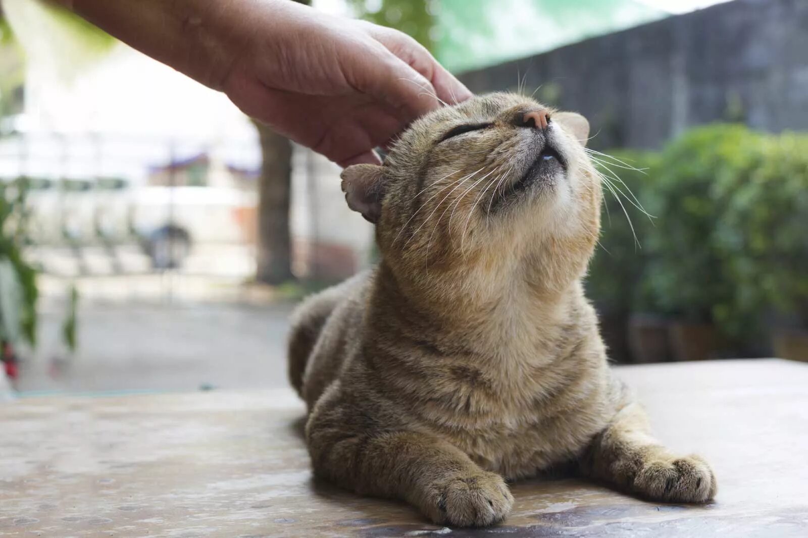 Котика гладят. Гладить кошку. человек гладит кошку. поглаживание кота. кот которого гладят.