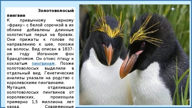 Королевский Пингвин Золотоволосый. Золотоволосый Пингвин описание. Пингвины Золотоволосый Пингвин. Золотоволосый Пингвин самка. Какие красивые золотоволосые пингвины над глазами