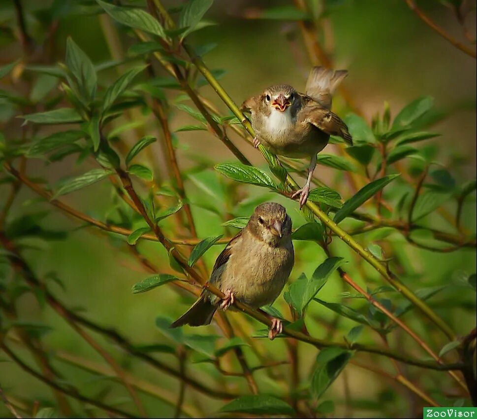 воробей природа. воробей на ветке. птичка воробей. воробей на ветке. птичка воробей.