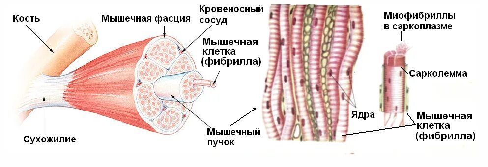 Скелетная поперечно полосатая мускулатура состоит из. Строение поперечно полосатой скелетной мышечной ткани. Поперечно полосатая Скелетная ткань строение. Схема поперечно полосатого мышечного волокна. Строение мышечного волокна скелетной мышечной ткани.