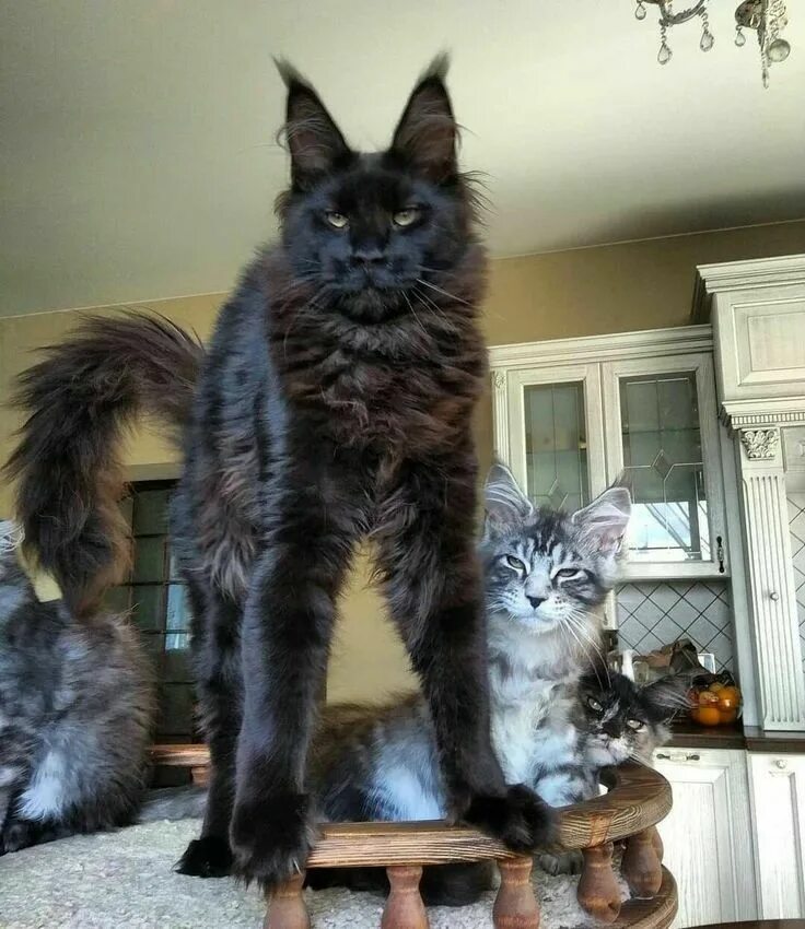 Pin på Amo Gatos
