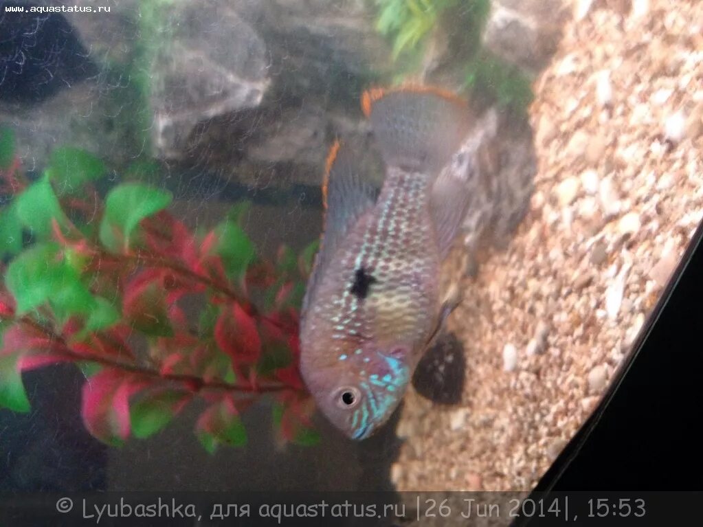 Как определить рыбу самку