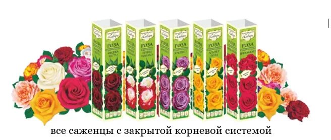 Саженцы роз в коробках. Саженцы роз семена алтая зкс. Семена алтая саженцы розы. Коллекция роз. Семена алтая саженцы розы.