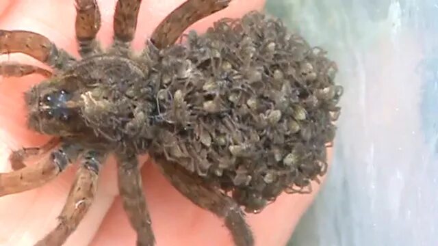 Какой паук носит на себе паучат фото Wolf spider with her babies Wolf spider, Spider, Beautiful bugs