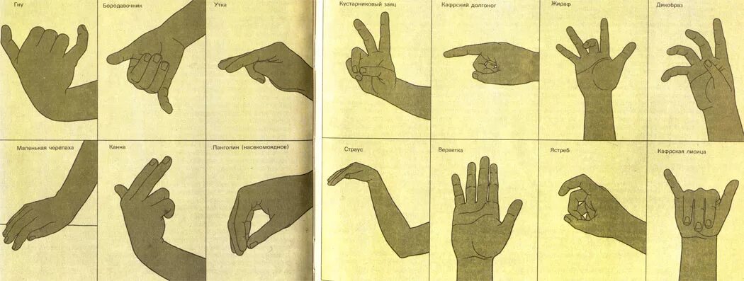 Фигуры руками на тени. Игры с тенью для детей. Как понять кошку по хвосту. Жесты животных. Фигуры из пальцев для театра теней.