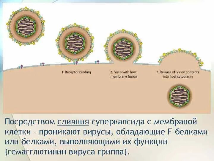 Раздевание вируса. Слияние оболочки вируса с клеточной мембраной. слияние мембраны вируса с мембраной клетки. слияние мембраны вируса с клеткой. проникновение вируса в клетку схема слияние с мембраной.