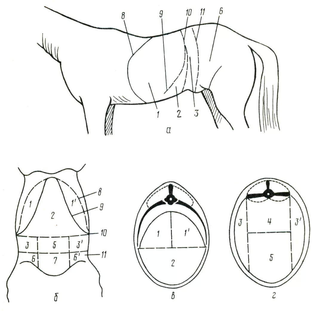 Брюшная область живота. Схема деления брюшной полости. Схема деления брюшной полости на области. Деление брюшной полости у КРС. Деление брюшной полости на области у КРС.