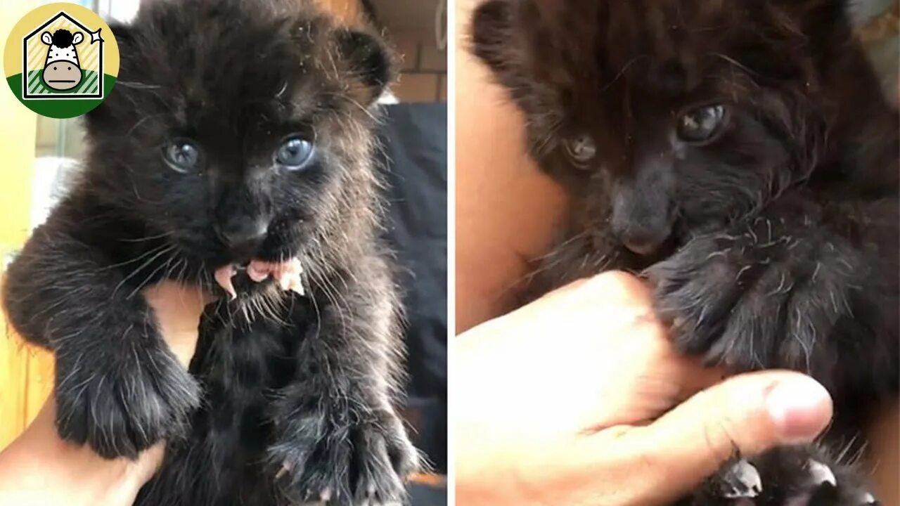 Пантера луна в каком городе. Luna the pantera виктория. пантера луна домашняя. пантера луна и венза. пантера луна хозяйка вика.