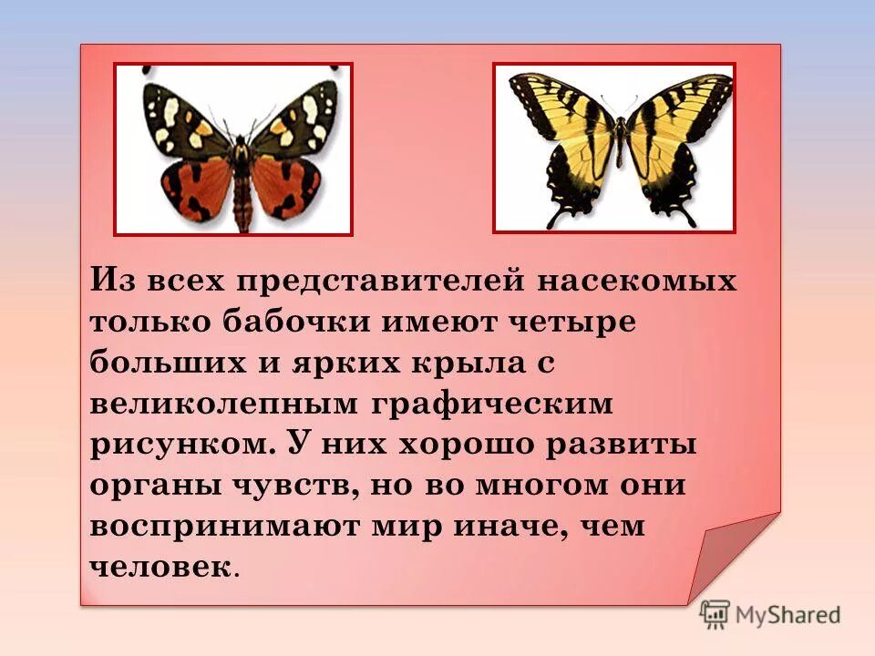 Книга зеленые страницы рассказ 1 бабочки. Интересные бабочки. Сведения о бабочках. Факты о бабочках. Интересные сведения о бабочках.