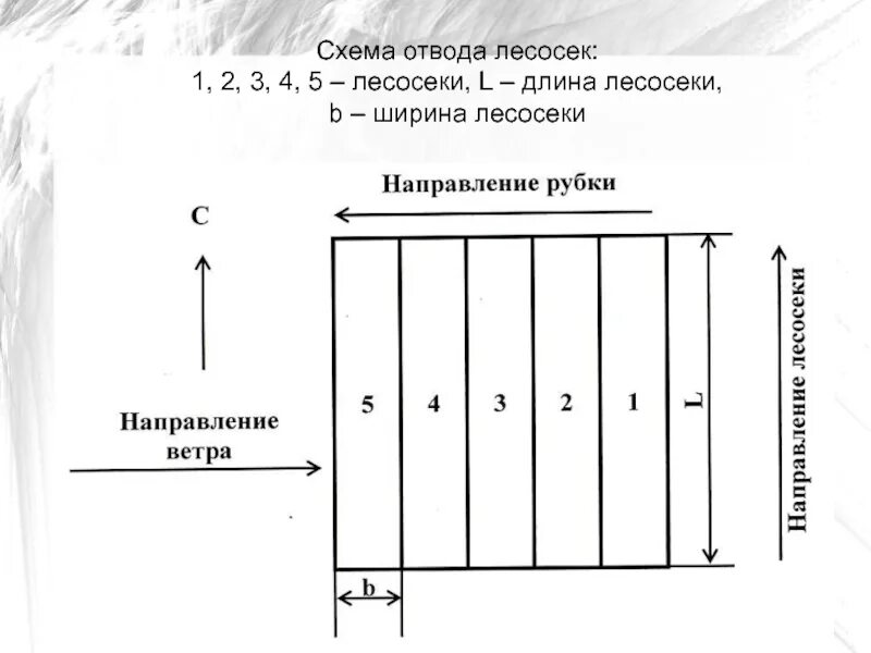 Схема погрузочного пункта на лесосеке. Схема разработки пасеки лесосеки. Ширина лесосек. Ширина лесосек. Ширина лесосеки.