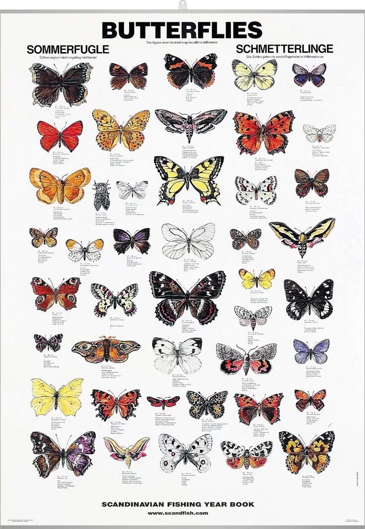 Какие имена бабочек. Название бабочек. Бабочки цветные. Виды бабочек с названиями. Названия бабочек с картинками.