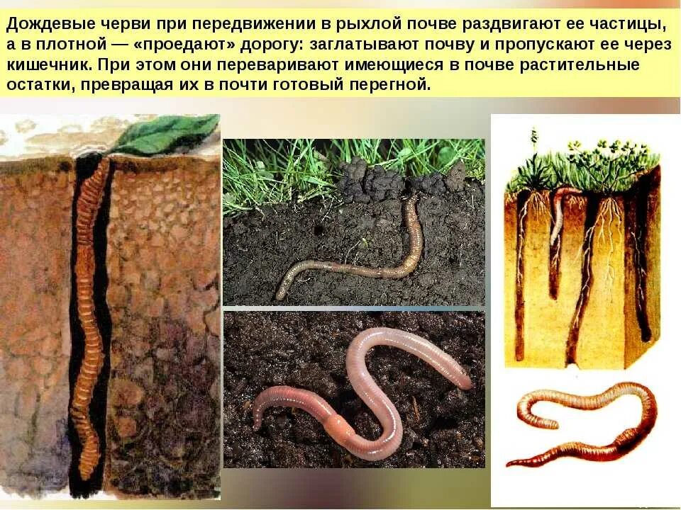 Чем представлены черви. Почвенные Малощетинковые черви. Дождевые черви среда обитания. Почвенные Малощетинковые черви питание. Почвенные Малощетинковые черви норки.