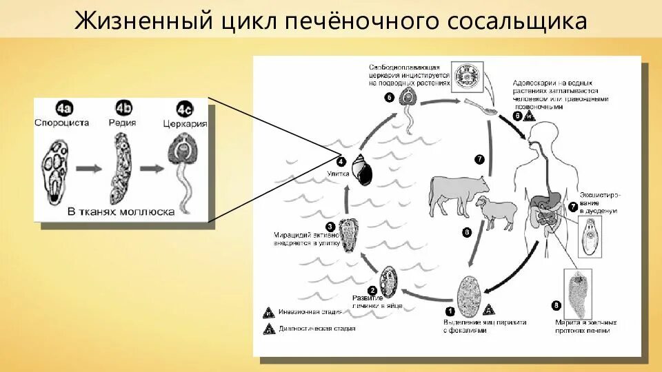 Схема жизненного цикла печеночного сосальщика. Цикл развития печеночного сосальщика схема. Схема циклов развития сосальщиков. Цикл развития печеночного сосальщика биология.