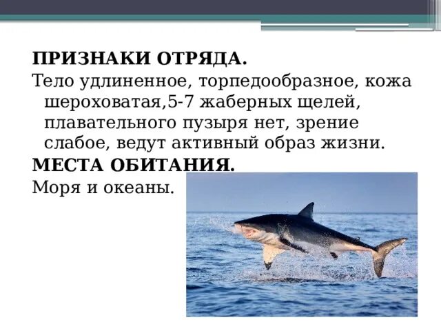 Презентация "Многообразие рыб"