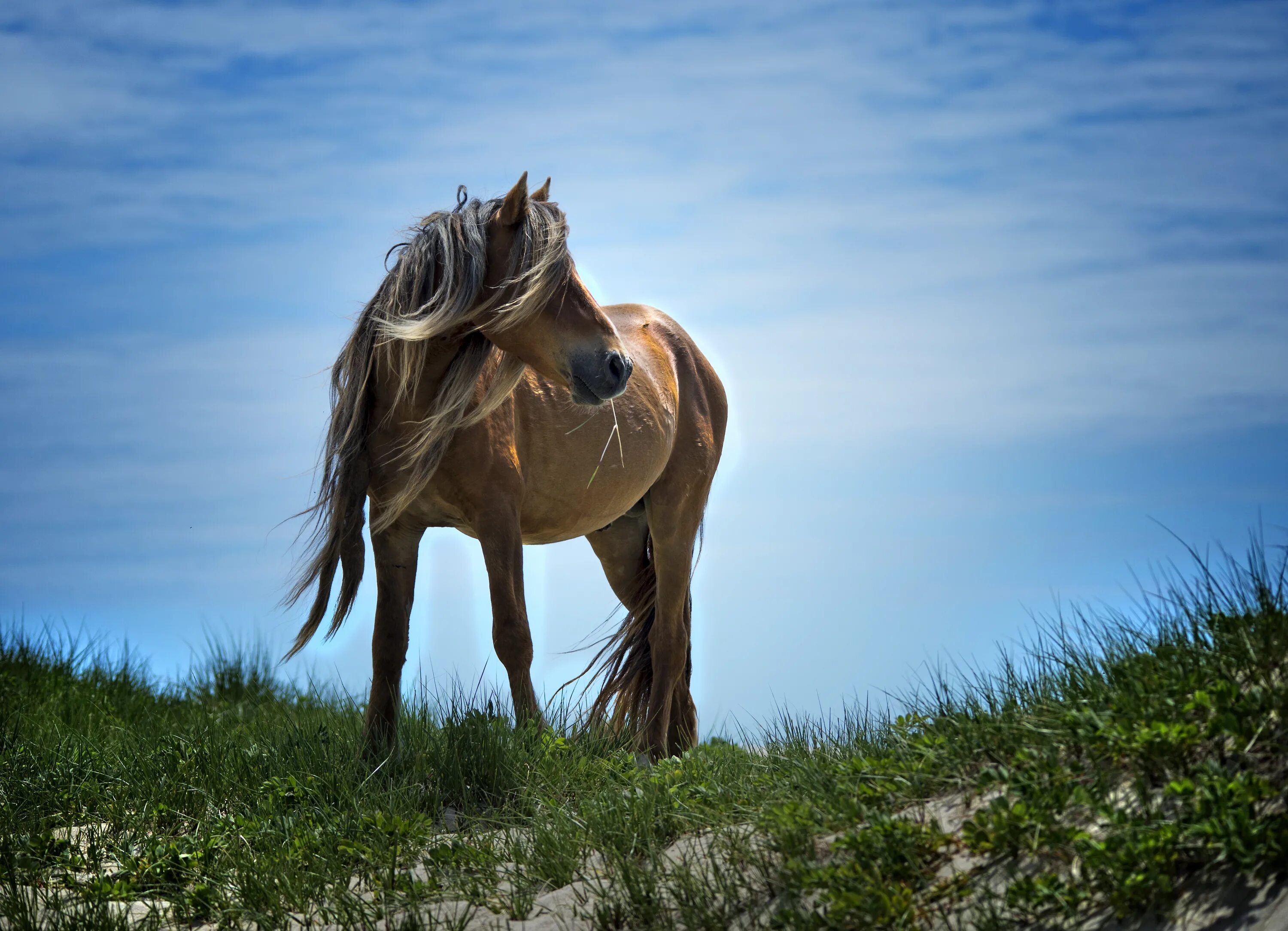 Wild horse islands the hunt. Дикие лошади острова Сейбл. Остров Сейбл лошади. Лошади в вилд Хорс Айленд. Сейбл спирит.