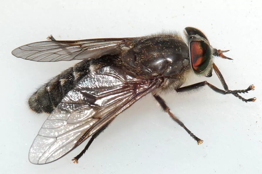 Бычий слепень. Слепень tabanus. Паут овод слепень. Похожий на овода. Слепень рыжеусый.