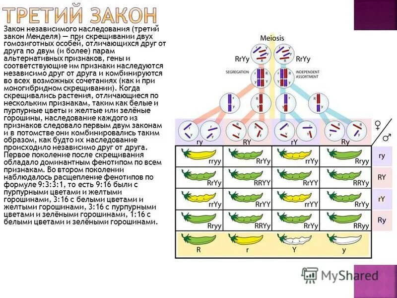 хромосома ген аллель. доминантный аллель это.