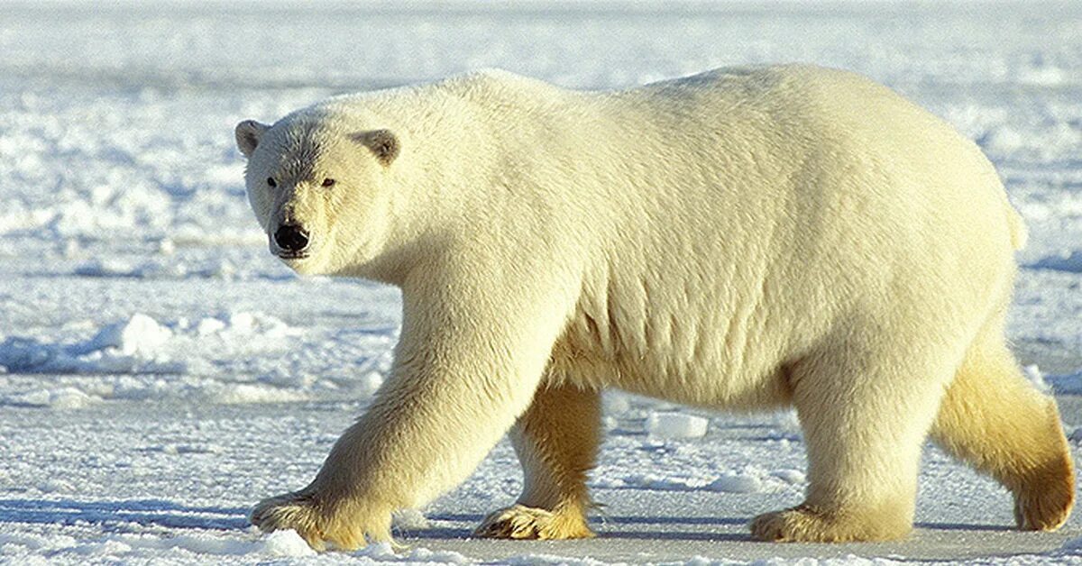 Белый медведь (Лаптевская популяция). Вес белого медведя. Белый медведь фото. Хищные животные белый медведь.