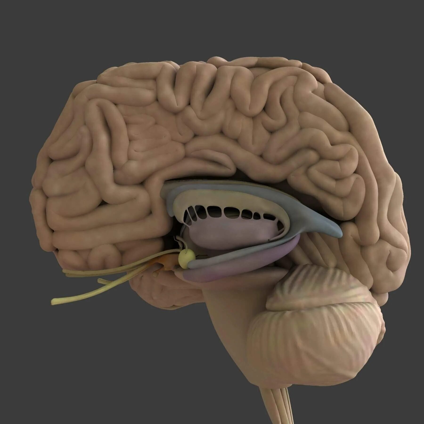 Мозги в черепной коробке. 3d модель головного мозга человека. Структура мозга 3d.