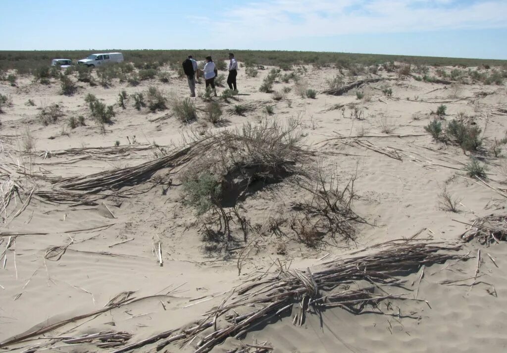 Закрепление и облесение подвижных песков. Закрепление песков шелюгование фото. Закрепление песков. Методы борьбы с опустыниванием. Облесение песков.