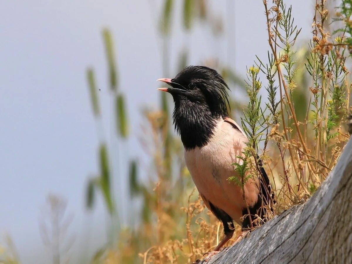 3 класс розовый скворец. Алтайский заповедник розовый скворец. sturnus roseus. розовый скворец. розовый скворец гнездо.