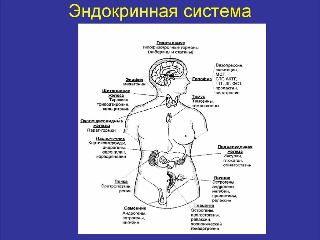 Расположение желез эндокринной системы. Схема желез эндокринной системы. Анатомия желез внутренней секреции на латыни. Эндокринные железы схема.