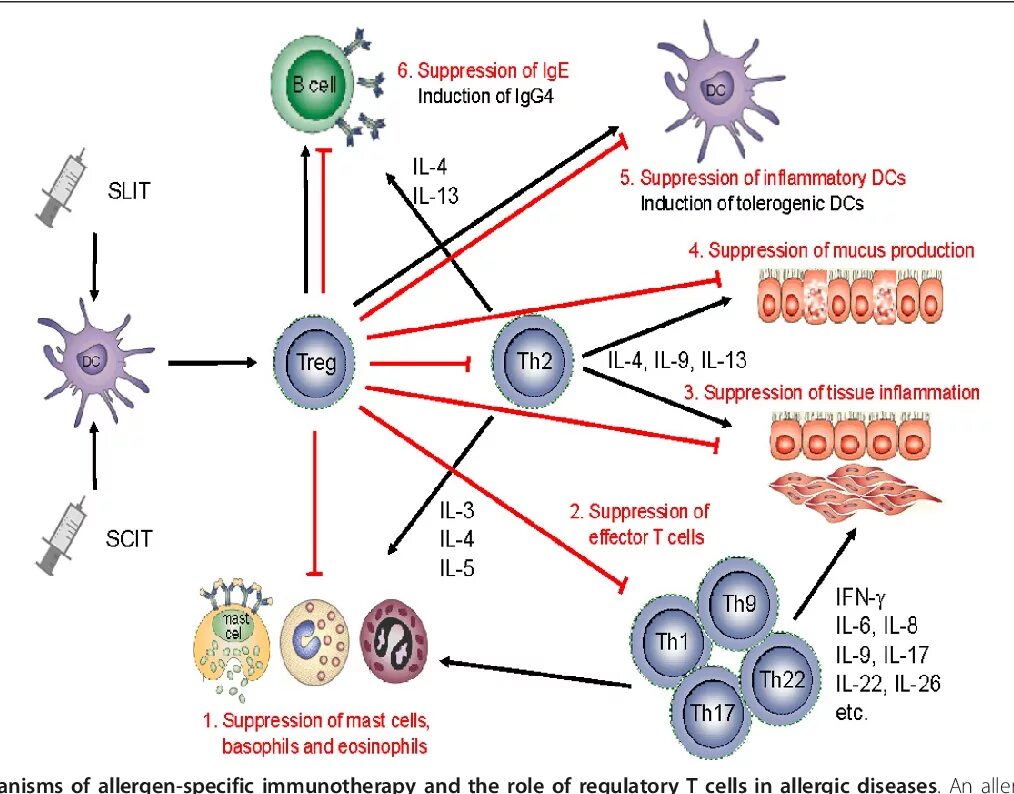 Аллерген-специфическая иммунотерапия иммунология. Аллерген специфическая иммунотерапия механизм действия. Mechanisms of Allergen Immunotherapy. Схема механизмов АСИТ. Аллергены igg4