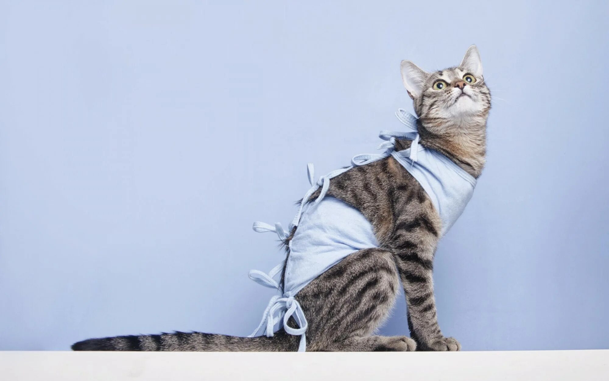Кошке после операции одевают. Попонка для кошки после стерилизации. Бандаж для кошки. Попона послеоперационная для кошек. Бандаж попона для кошки.